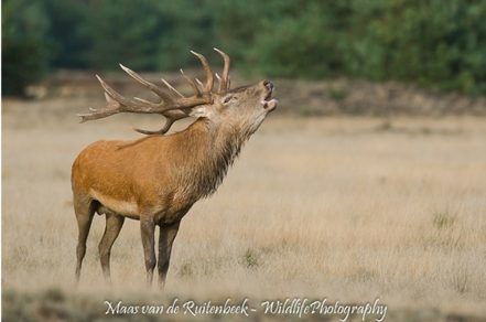 Film ‘WILD’ te zien in het Zandenbos